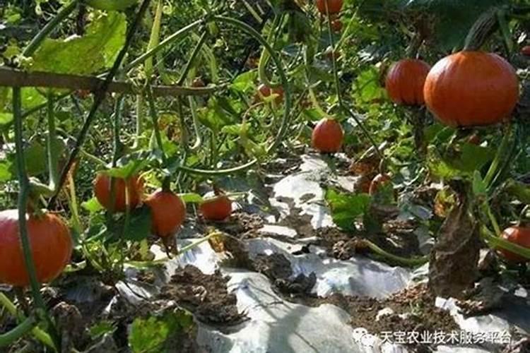 无公害日本赤粟南瓜栽培要点
