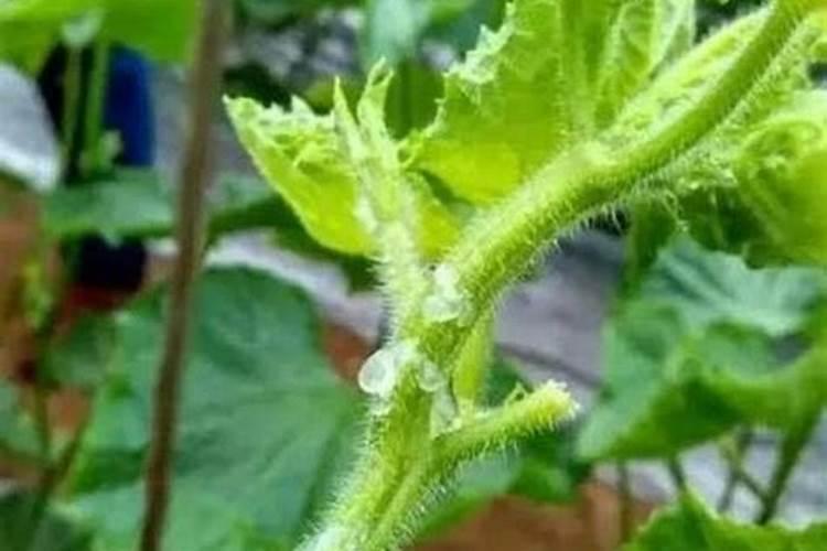 黄瓜茎腐烂流胶的防治