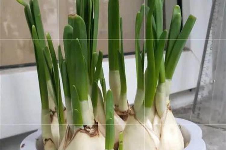 绽放清香：家养水仙花的肥料秘诀