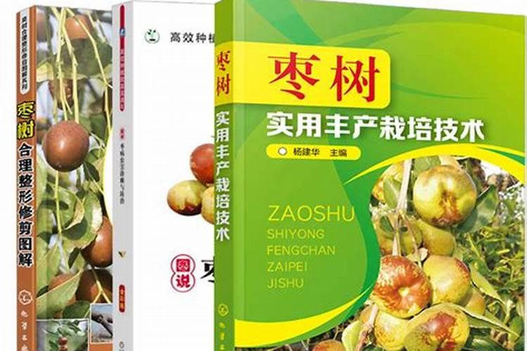 绿意盎然：大枣病虫害防治的科学策略