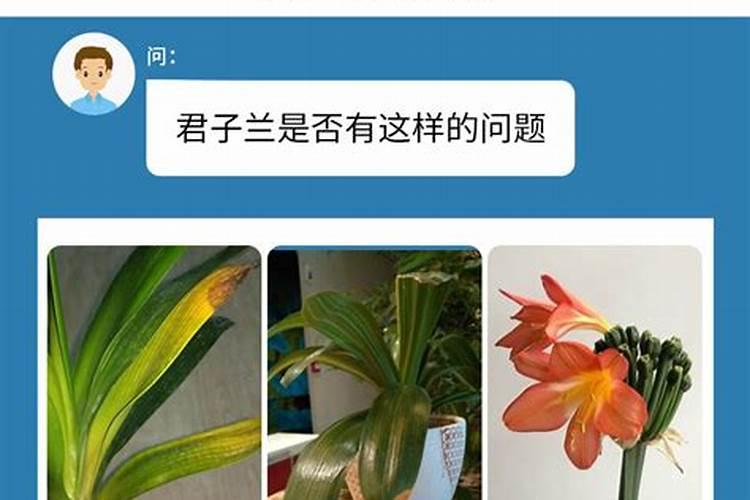 兰花专用肥和什么花通用最好？