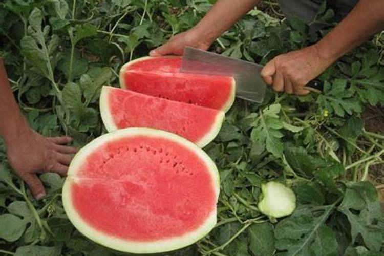 无籽西瓜的高效栽培技术：开启甜蜜农业新篇章