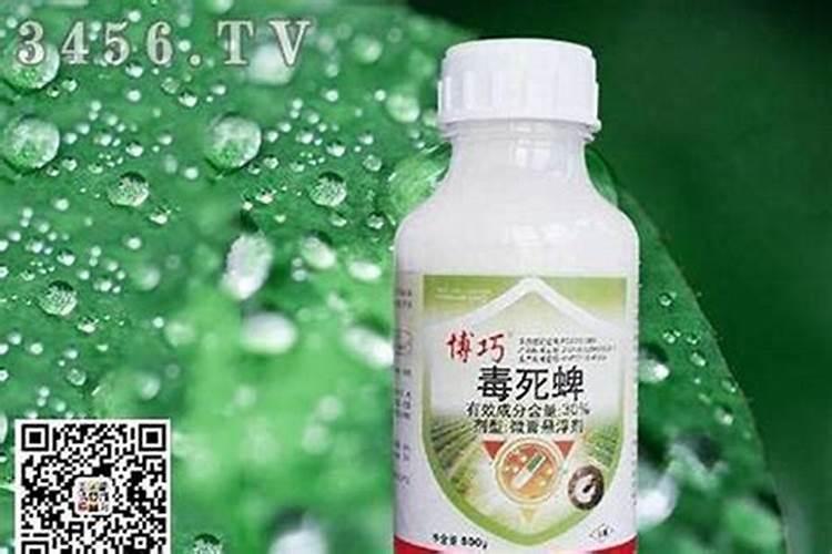 毒死蜱能杀红蜘蛛吗