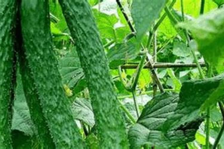 秋植黄瓜早拔园的原因是什么？