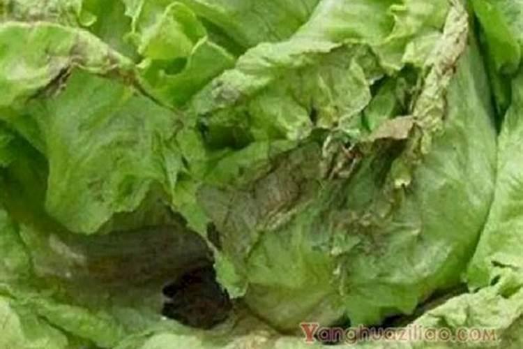 生菜烂掉是什么原因？