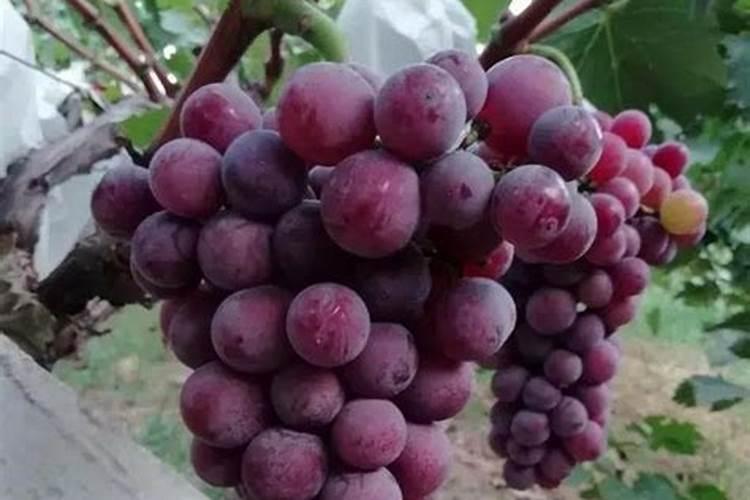 秋冬季节葡萄的肥水管理之道：确保丰收的关键步骤
