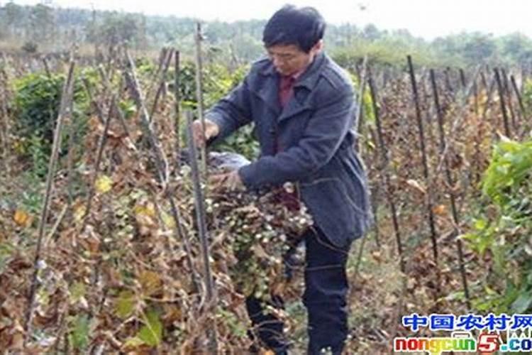 揭秘山药死藤的防治策略：从原因到解决方案