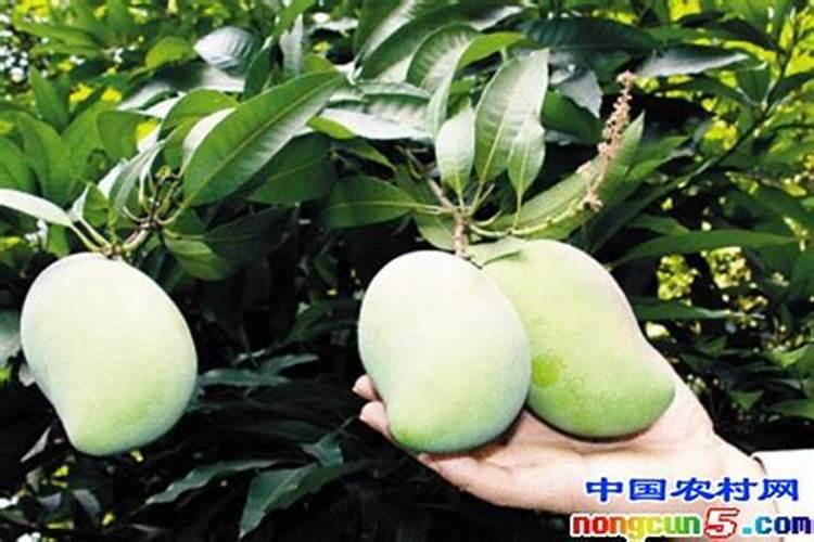 冬季守护甘甜：芒果防冻与栽培管理秘籍