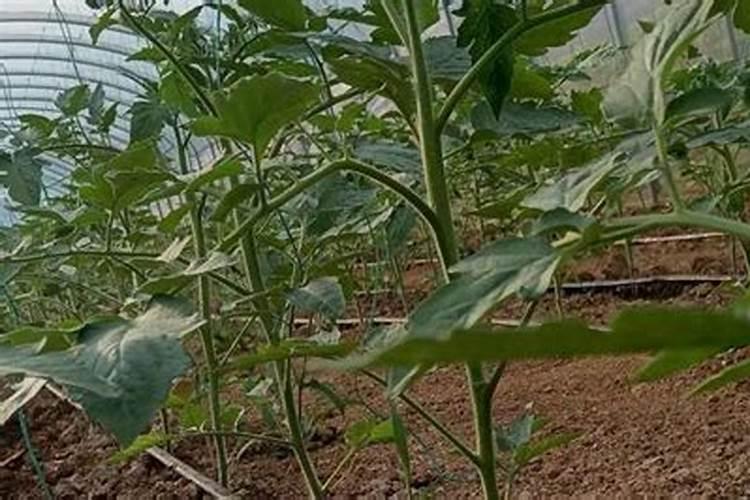 番茄增施磷钾肥怎么用最好呢？