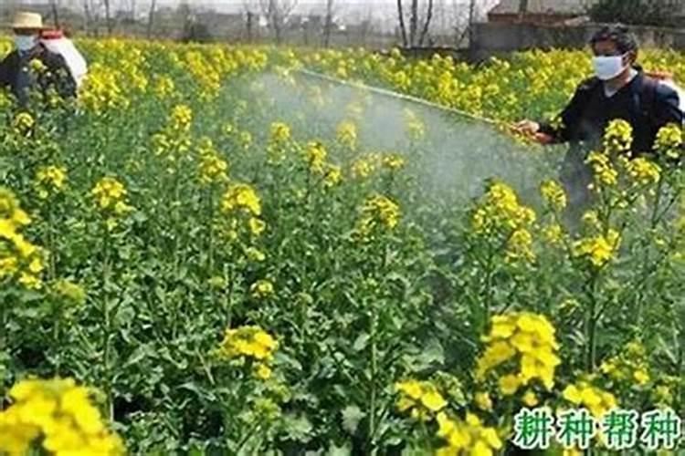 为何规范农药效果不佳？揭秘背后的原因