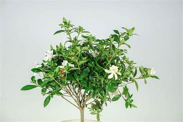 栀子花黄叶的原因和处理办法？
