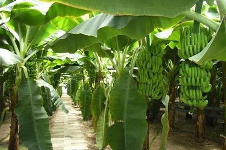 香蕉树怎么施肥？香蕉树施什么肥效果好？