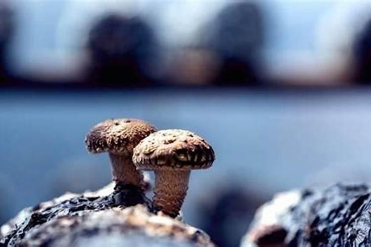 战胜季节挑战：有效防治香菇烂筒的策略