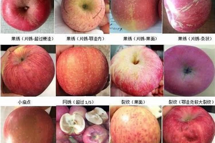 钙素养分：决定苹果品质的关键因素