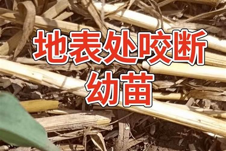 怎样防治地老虎害虫的危害？