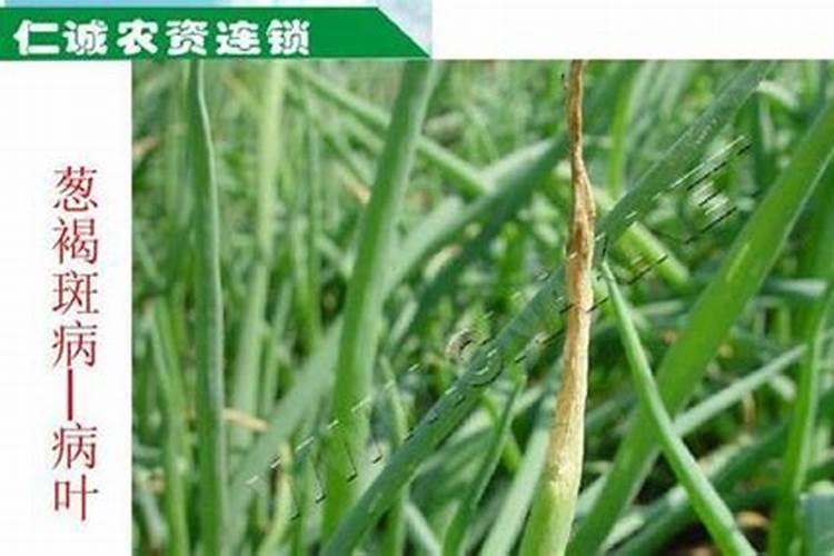 香葱病虫害防治：农药应用与管理技巧