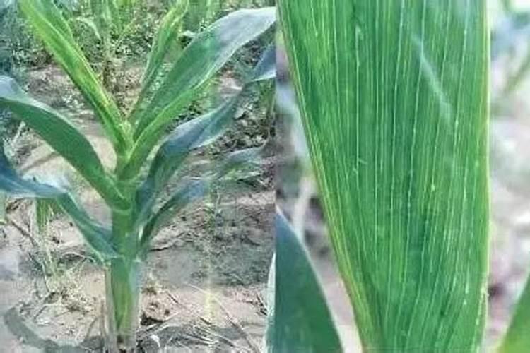 包衣能够防治玉米粗缩病？