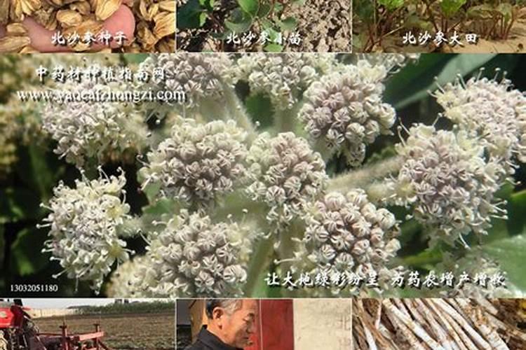 北沙参多少钱一斤，亩产量多少，种植成本及效益？