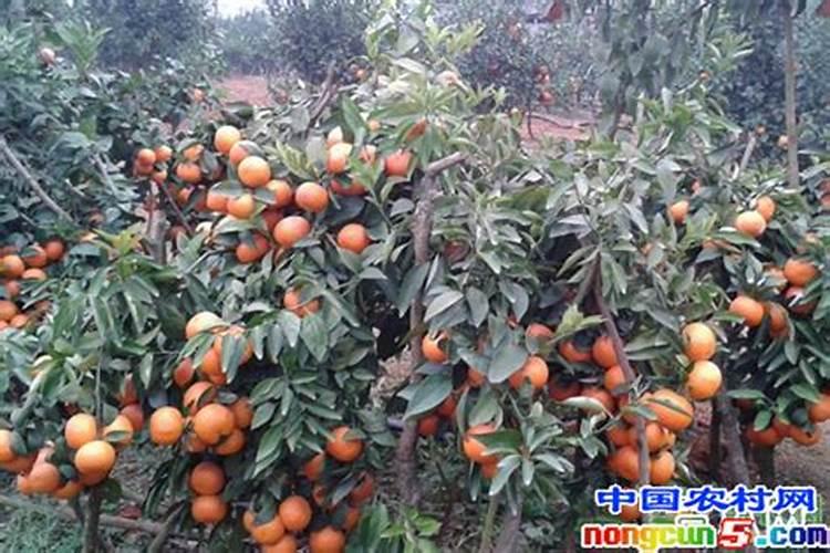 如何提高沃柑甜度和品质，沃柑高产种植技术？