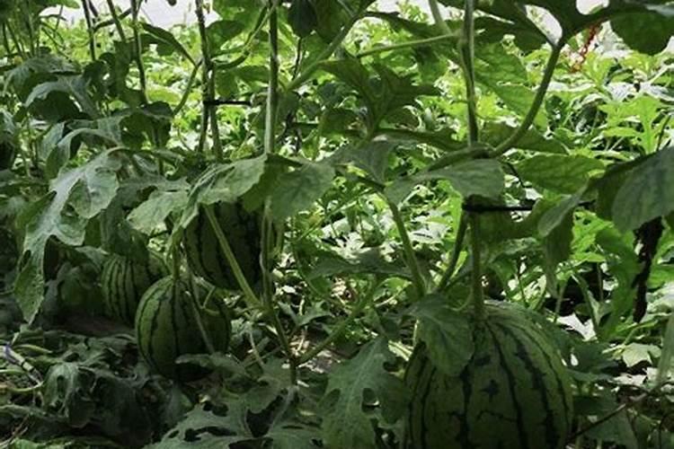 提升产量与品质：大棚西瓜管理与施肥的黄金准则