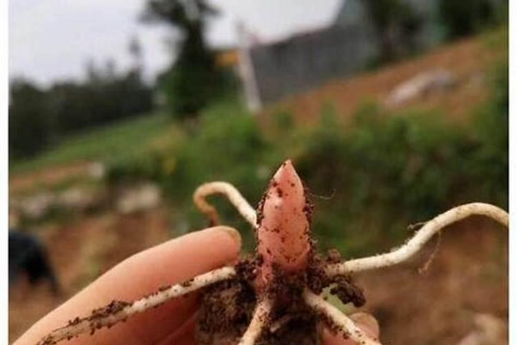 魔芋腐烂的原因？