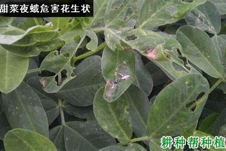 甜菜夜蛾对花生造成哪些危害？