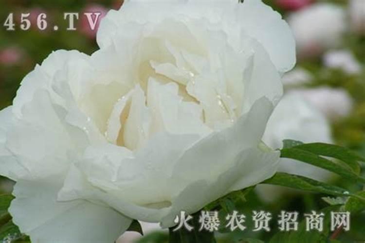 夏季牡丹叶片灼伤后干尖和干边原因