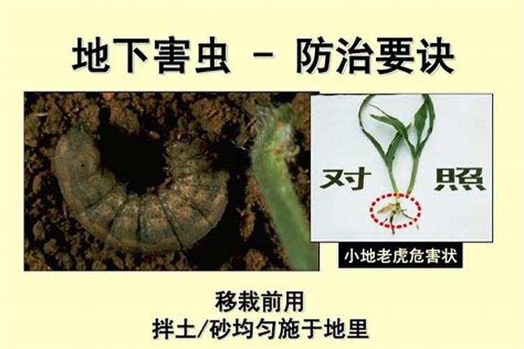 地下伏兵：蔬菜害虫全解析与药剂防治策略