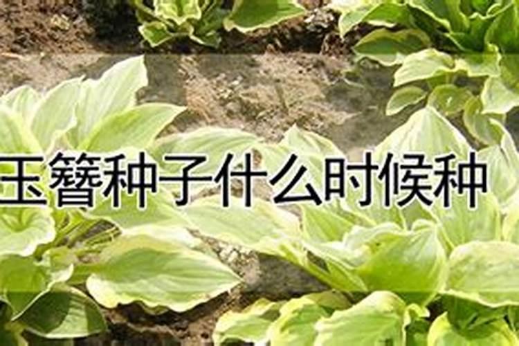 玉簪种子什么时候种