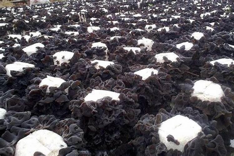 冀西山区人工袋栽黑木耳：绿色食品的生产技术揭秘