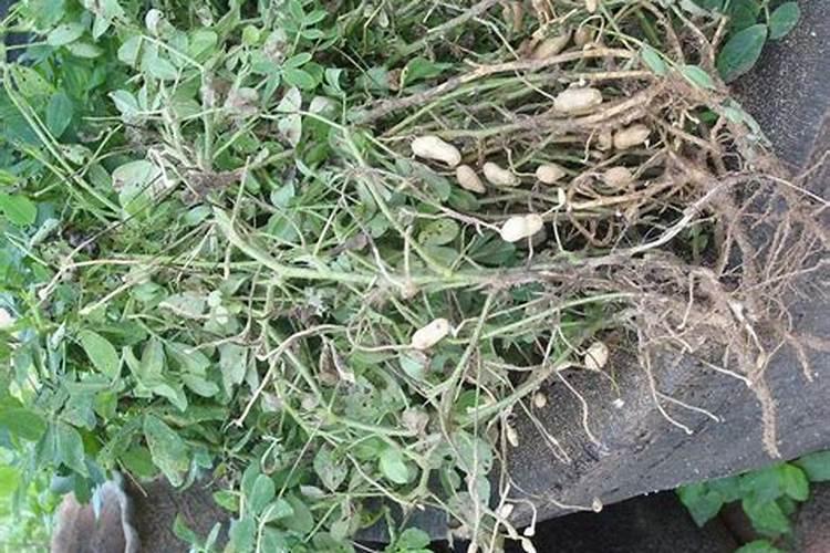 战胜黑豆病与白腐病：当代防治策略详解