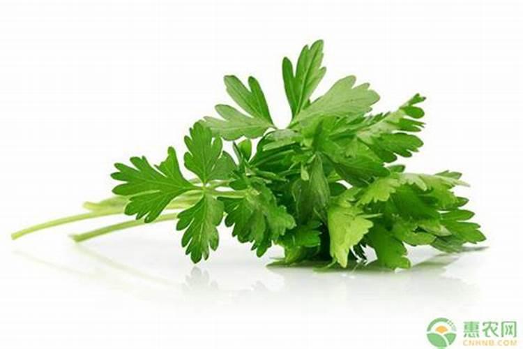 芹菜缺硼的症状？