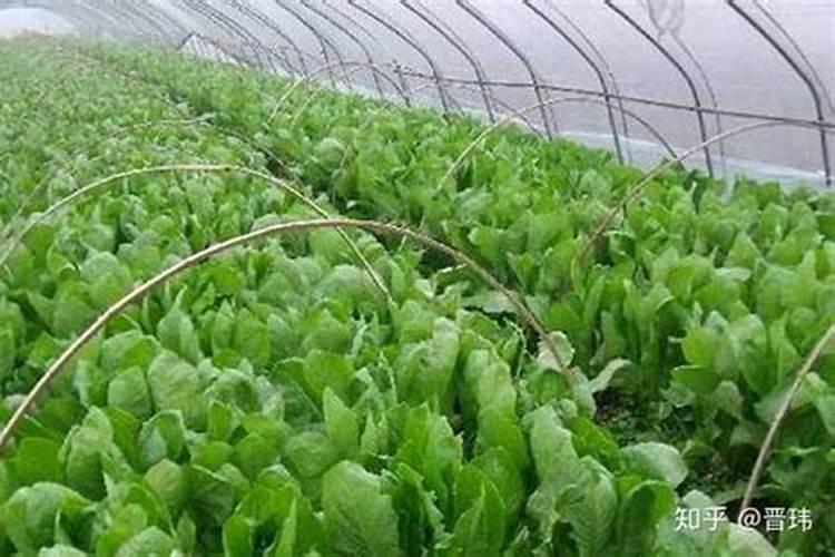 莴苣种植时间和方法露天？
