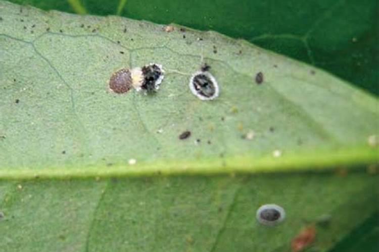 茶树守护者的挑战：黑刺粉虱的识别与防治策略