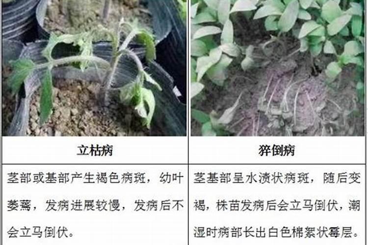 怎样区别和防治瓜幼苗猝倒病和立枯病？