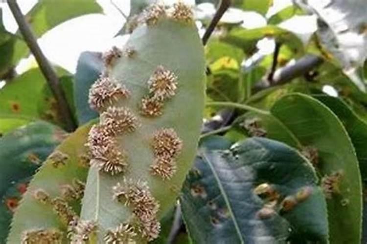 守护果实的卫士：梨树落花后病虫害防治的有效农药选择