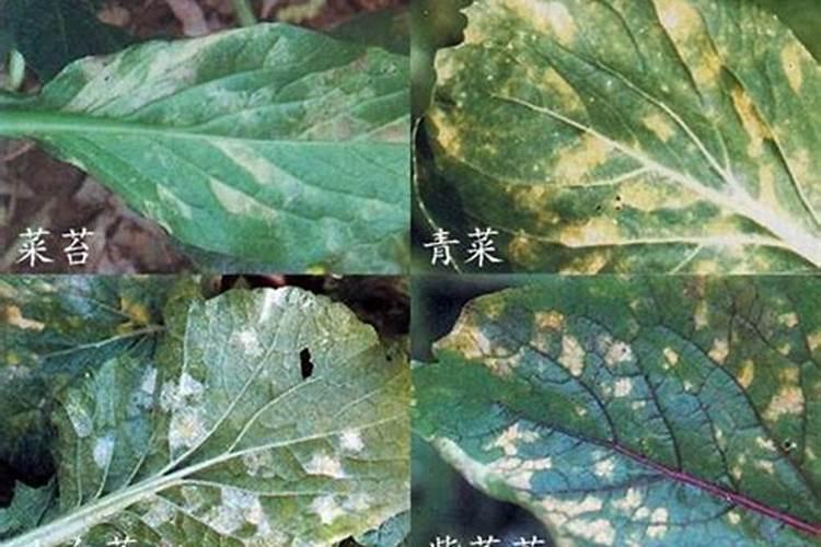 芥菜菌核病是芥菜的主要病害,芥菜菌核病发病条件是什么？