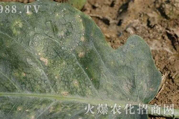 战胜田间隐形杀手：芥菜黑斑病的症状与全面防治策略