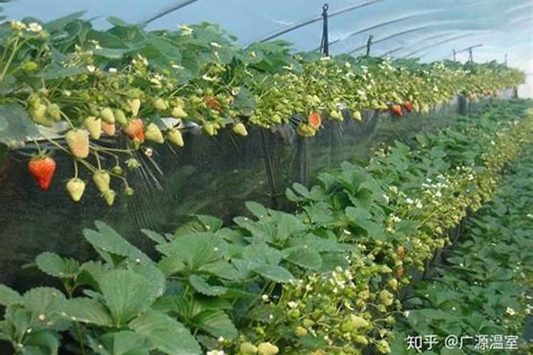 大棚草莓栽培技术要点