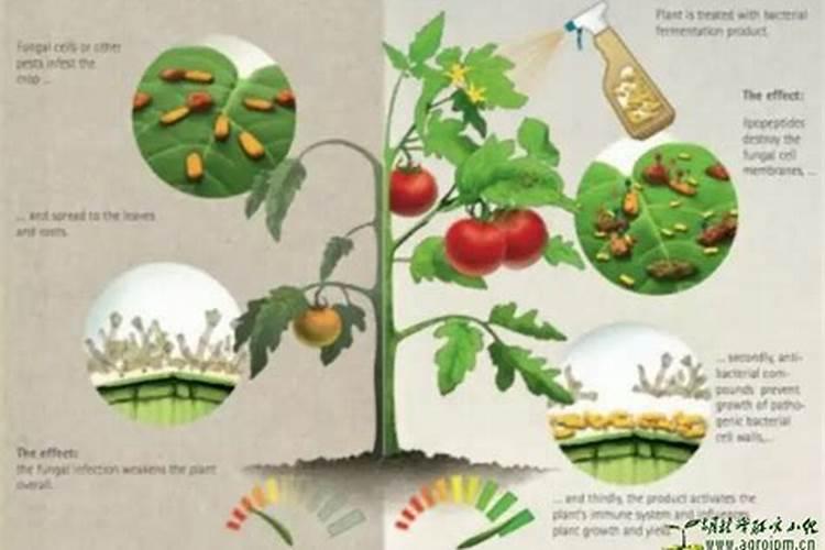 影响生物农药发挥药效的有哪些因素