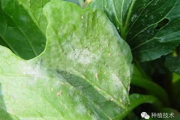 揭秘莴笋白粉病的有效防治方法？