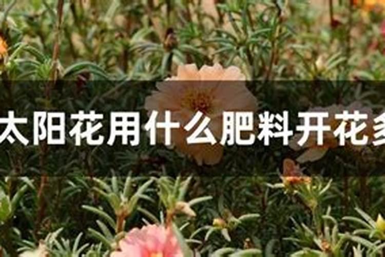开花的花需要什么肥料？
