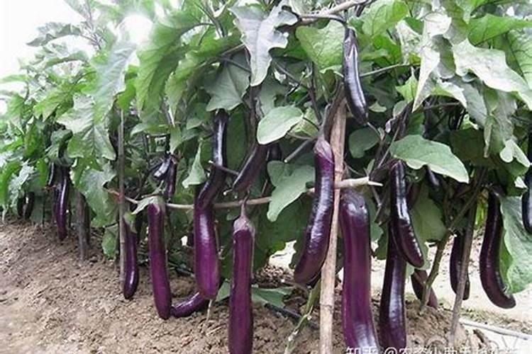 茄子结果后死苗是什么病？如何防治？