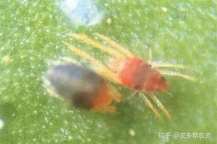 导致害虫再猖獗现象的主要原因是什么？