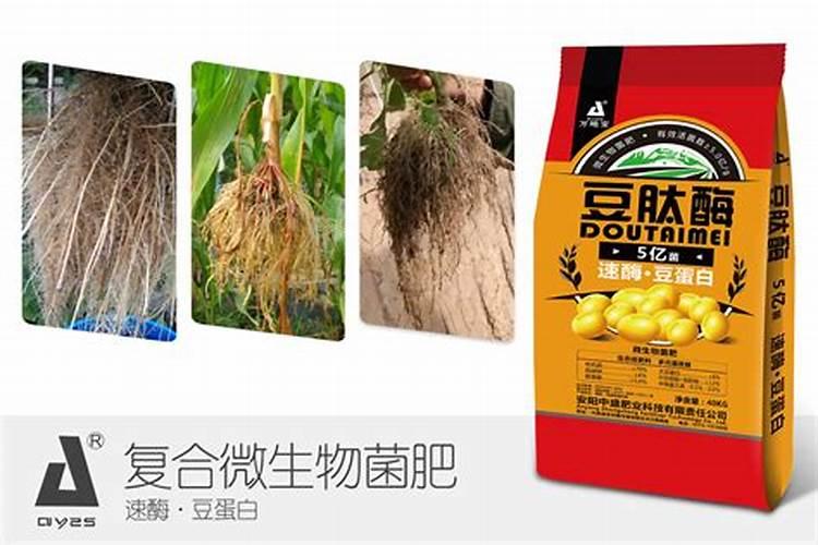 建兰加什么肥料比较好