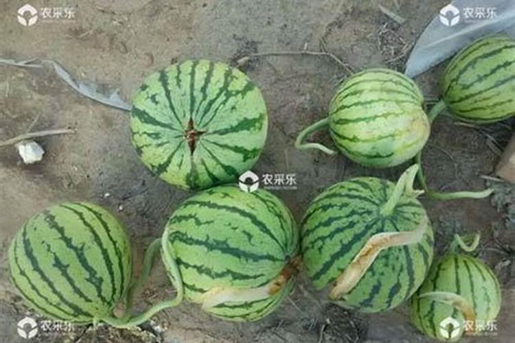 西瓜不结瓜原因及解决办法？