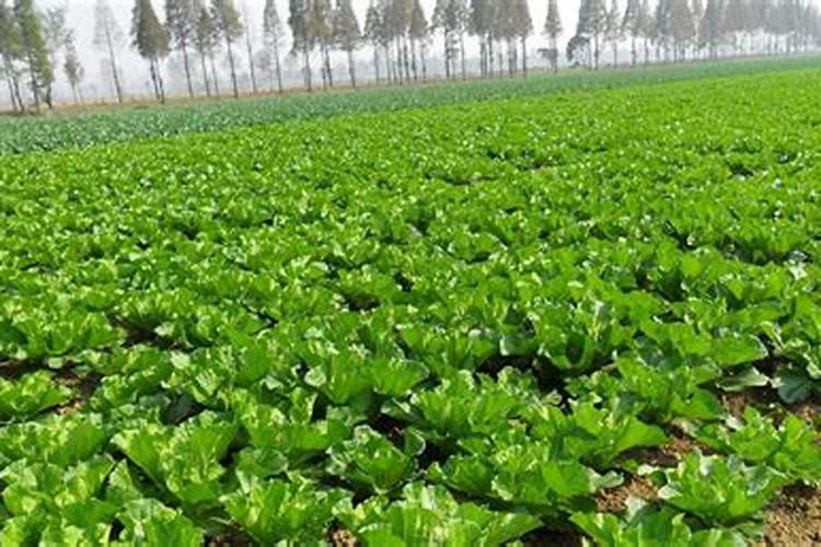 大白菜栽培过程中常发什么病虫害，怎么样防控？
