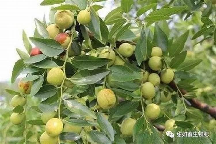 枣树幼果期需加强管理！夏季枣树要防两病