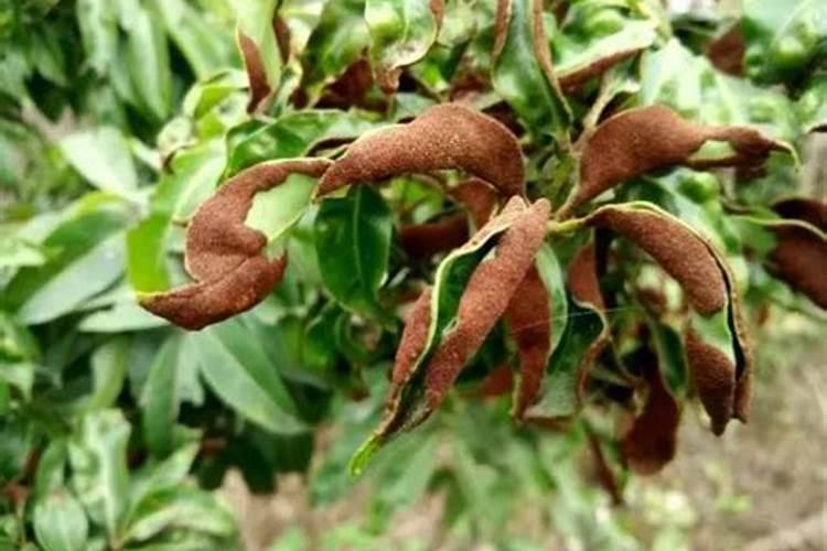 荔枝瘿螨防治：科学用药，守护绿色果实