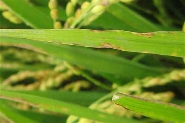 油菜叶片大面积枯白死亡什么原因？